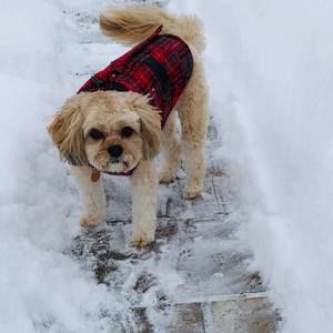 Meet your Posher, Jolie